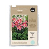 Bulbs Are Easy, Stargazer Oriental Hybrid Lilium Bulbs, Home Garden, 5 Bulbs Front_Flat