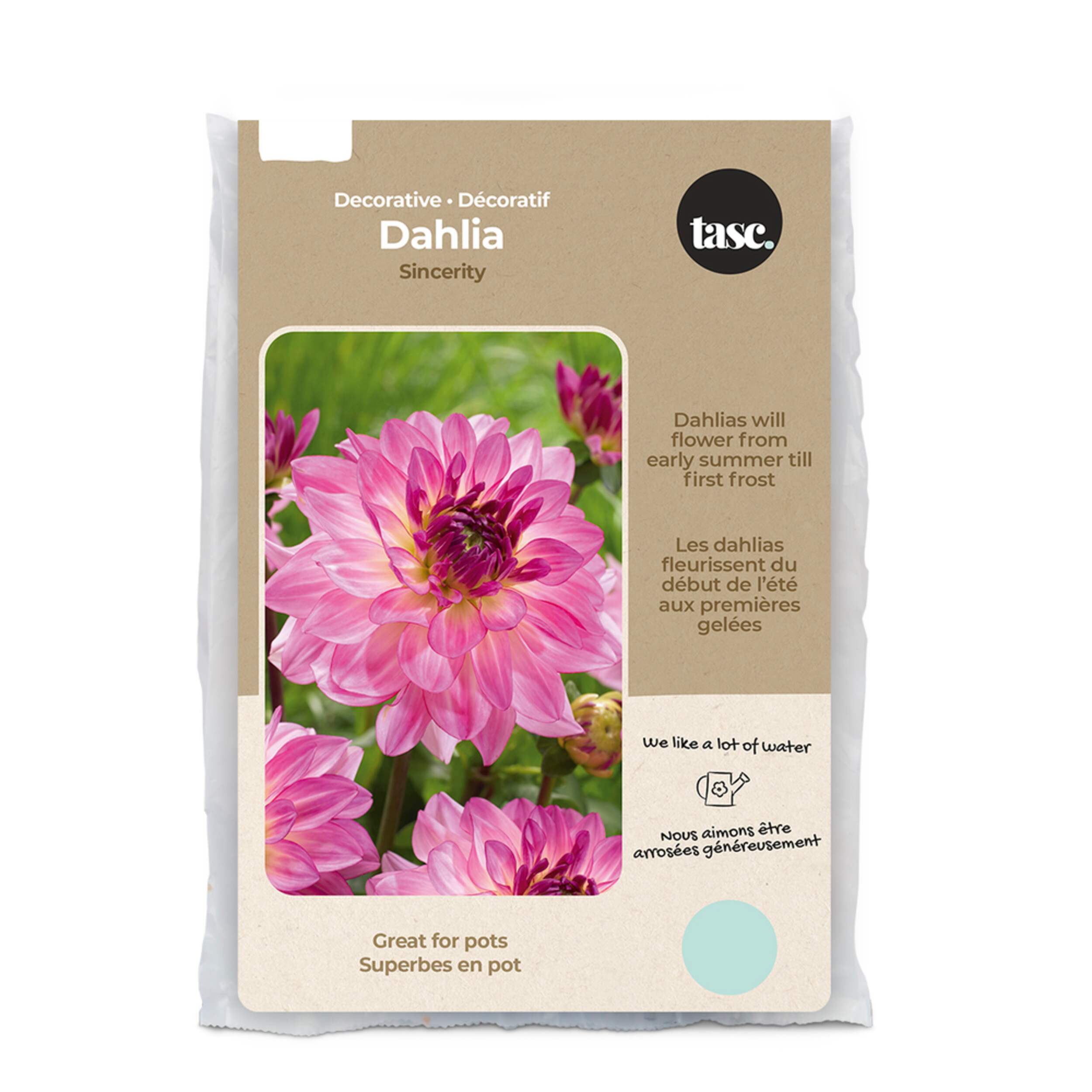 Bulbs Are Easy, Felix Crousse Paeonia Bulbs, Ready to Plant for your Home Garden Front_Flat