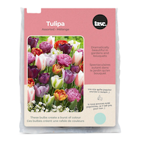 Bulbs Are Easy - Bulbes de tulipe assortis, prêts à planter dans votre jardin familial Front_Flat