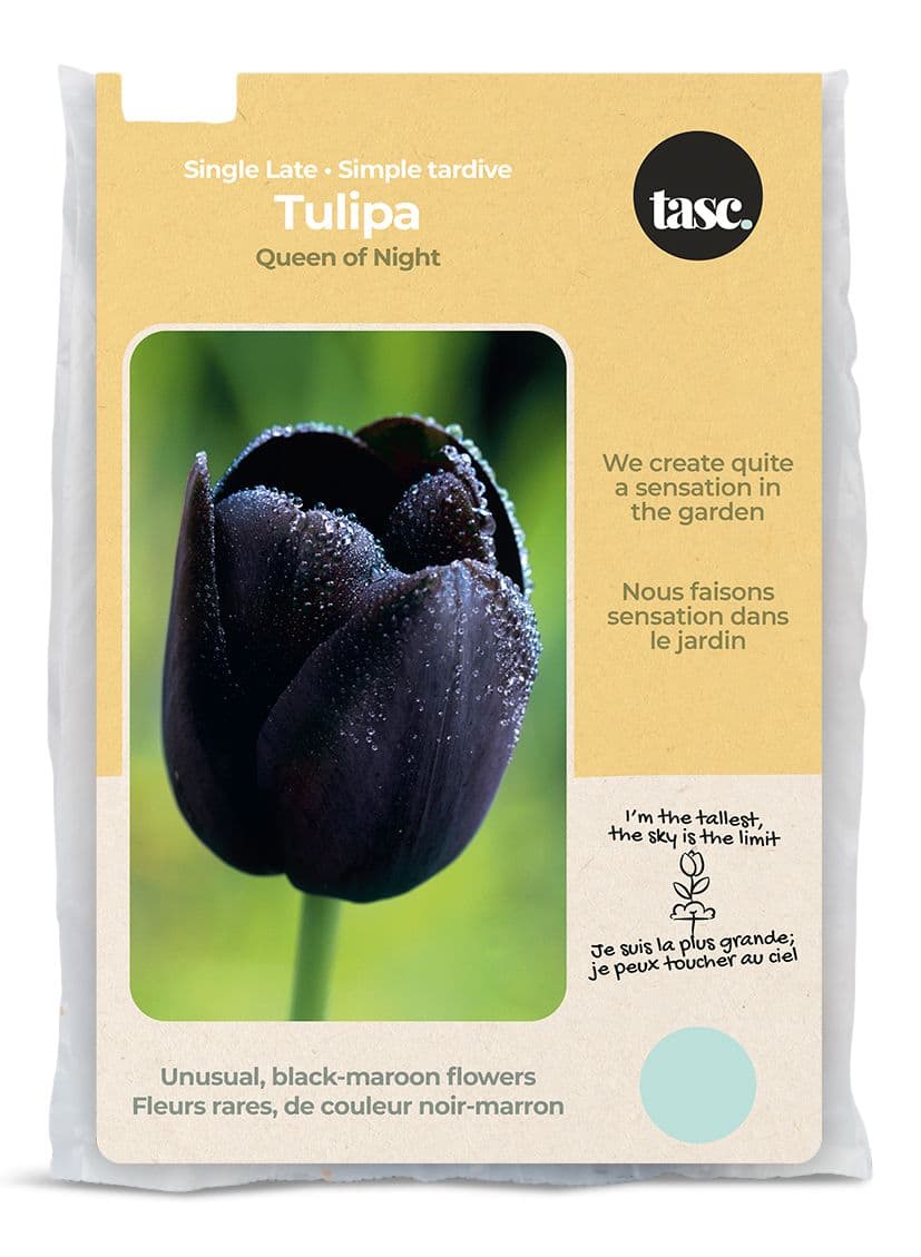 Bulbs Are Easy, bulbes de tulipe Queen of Night, prêts à planter dans votre  jardin privé