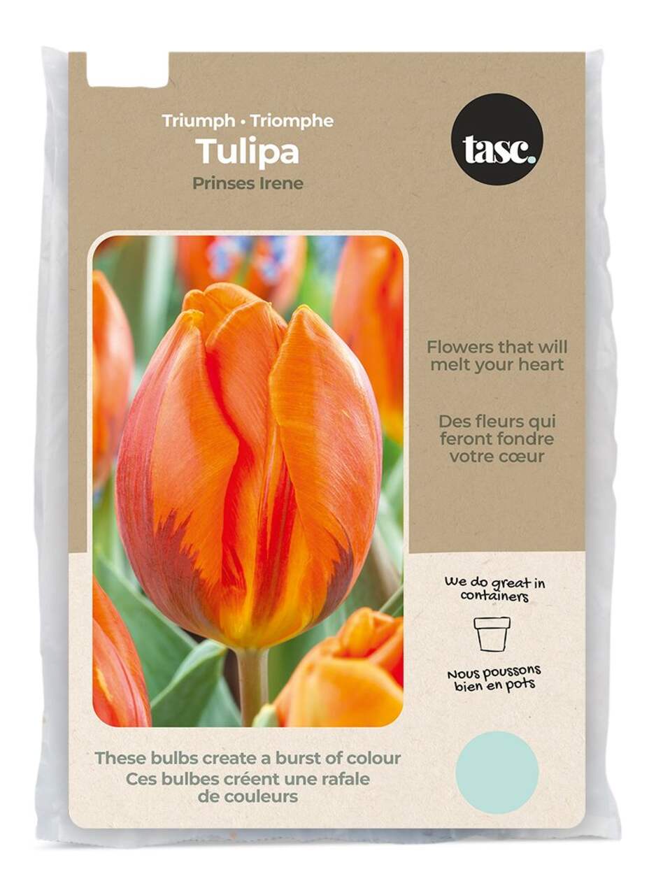 Bulbs Are Easy, bulbes de tulipe Queen of Night, prêts à planter dans votre  jardin privé