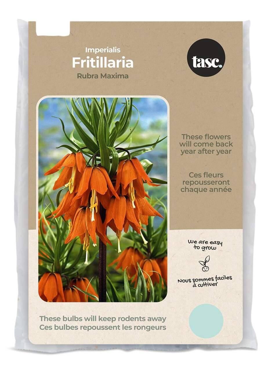 Bulbs Are Easy, Impeialis Rubra Maxima Fritillaria Bulbs Ready to Plant for  your Home Garden