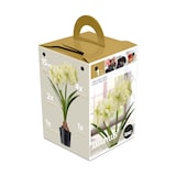 Bulbs Are Easy - Bulbes d'Amaryllis "Marilyn", prêts à planter dans votre jardin familial Front_Three_Fourths_Angled_Left