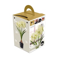 Bulbs Are Easy - Bulbes d'Amaryllis "Marilyn", prêts à planter dans votre jardin familial Front_Three_Fourths_Angled_Left