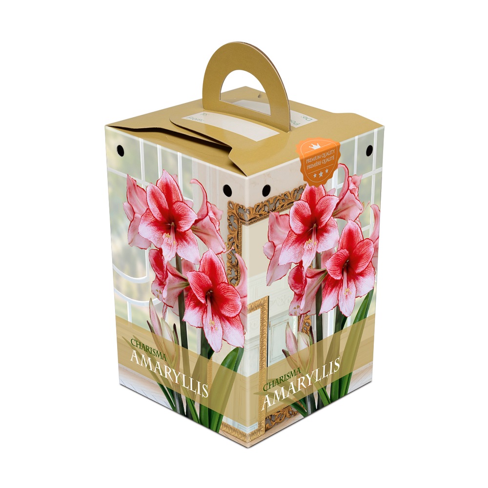 Bulbs Are Easy, Charisma Amaryllis Bulbs, Ready to Plant for your Home