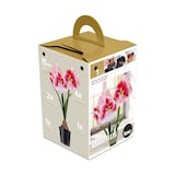 Bulbs Are Easy, Charisma Amaryllis Bulbs, Ready to Plant for your Home Garden Front_Three_Fourths_Angled_Left