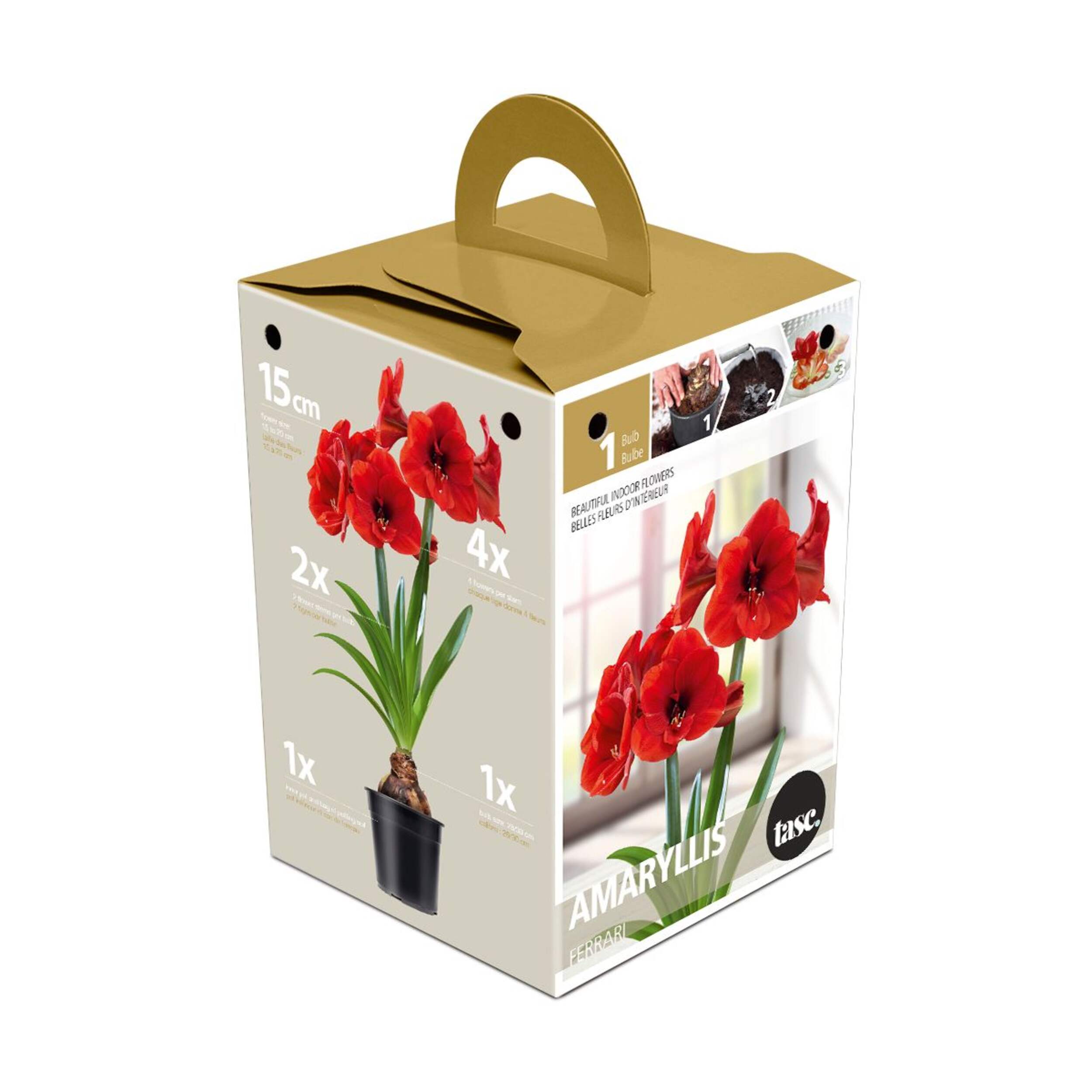 Bulbes d'amaryllis Queen of the Night Bulbs Are Easy, prêts à planter dans votre potager familial Front_Three_Fourths_Angled_Left