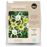 Bulbs Are Easy, Peruvian Daffodil Hymenocallis Spring Bulbs, Assorted Varieties Front_Flat