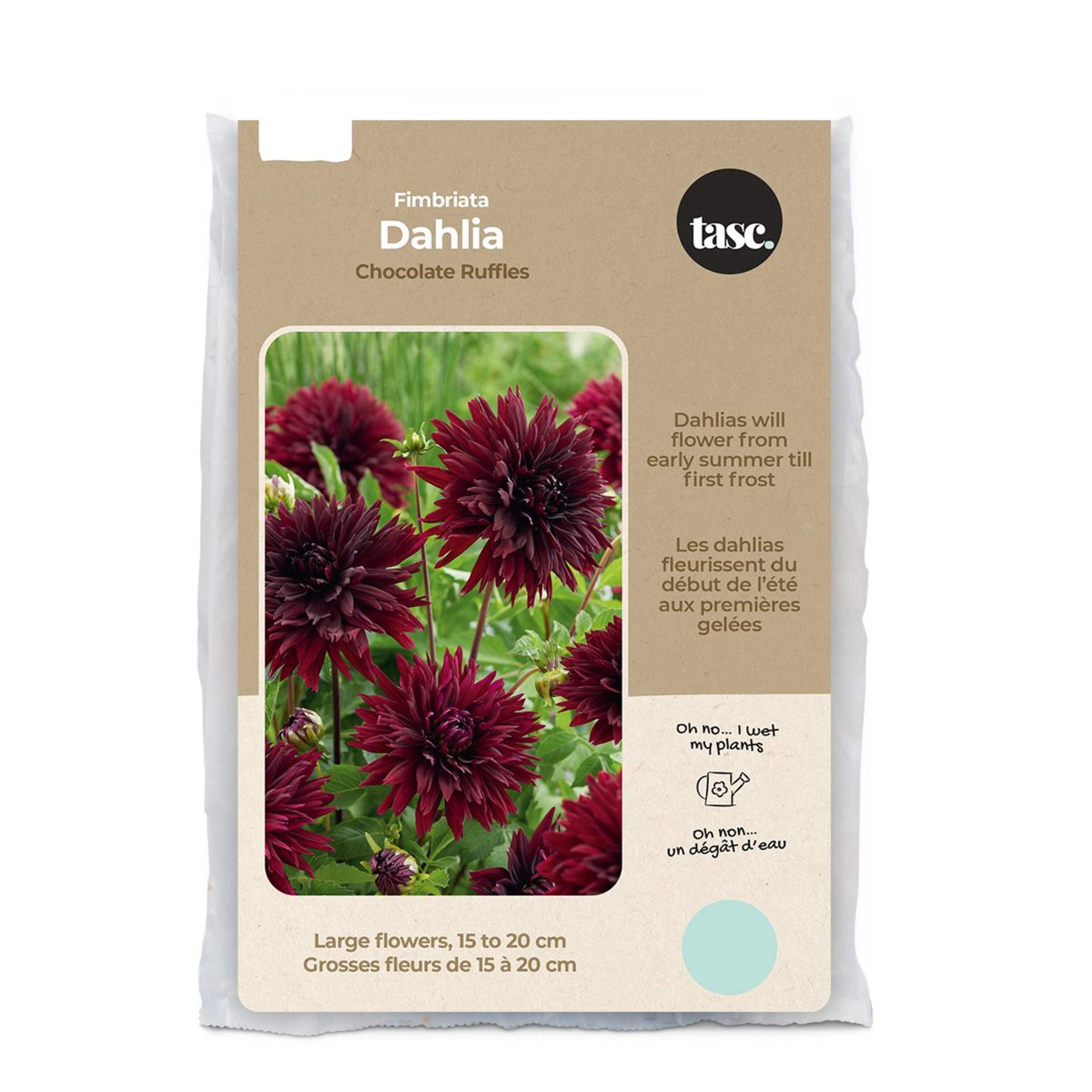 Bulbs Are Easy, Fimbriata Burgundy Chocolate Ruffles Dahlia Spring Bulbs, Home Garden Front_Flat