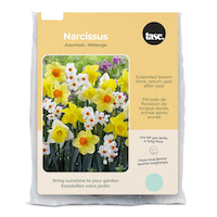 Bulbes de narcisse, variétés assorties, pour un jardin à la maison, par Bulbs Are Easy Front_Flat