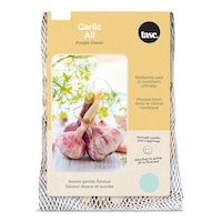 Bulbs Are Easy, Purple Glazer Fall Garlic  Bulb, Ready to Plant for your Home Garden Front_Flat