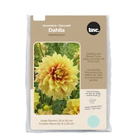 Bulbs Are Easy Decorative Dahlia Dazzling Sun Flower Bulbs Front_Flat