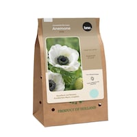 Bulbs Are Easy Anemone Bride Front_Three_Fourths_Angled_Right