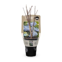 Bulbs Are Easy Hydrangea Magical Revolution Front_Elevated