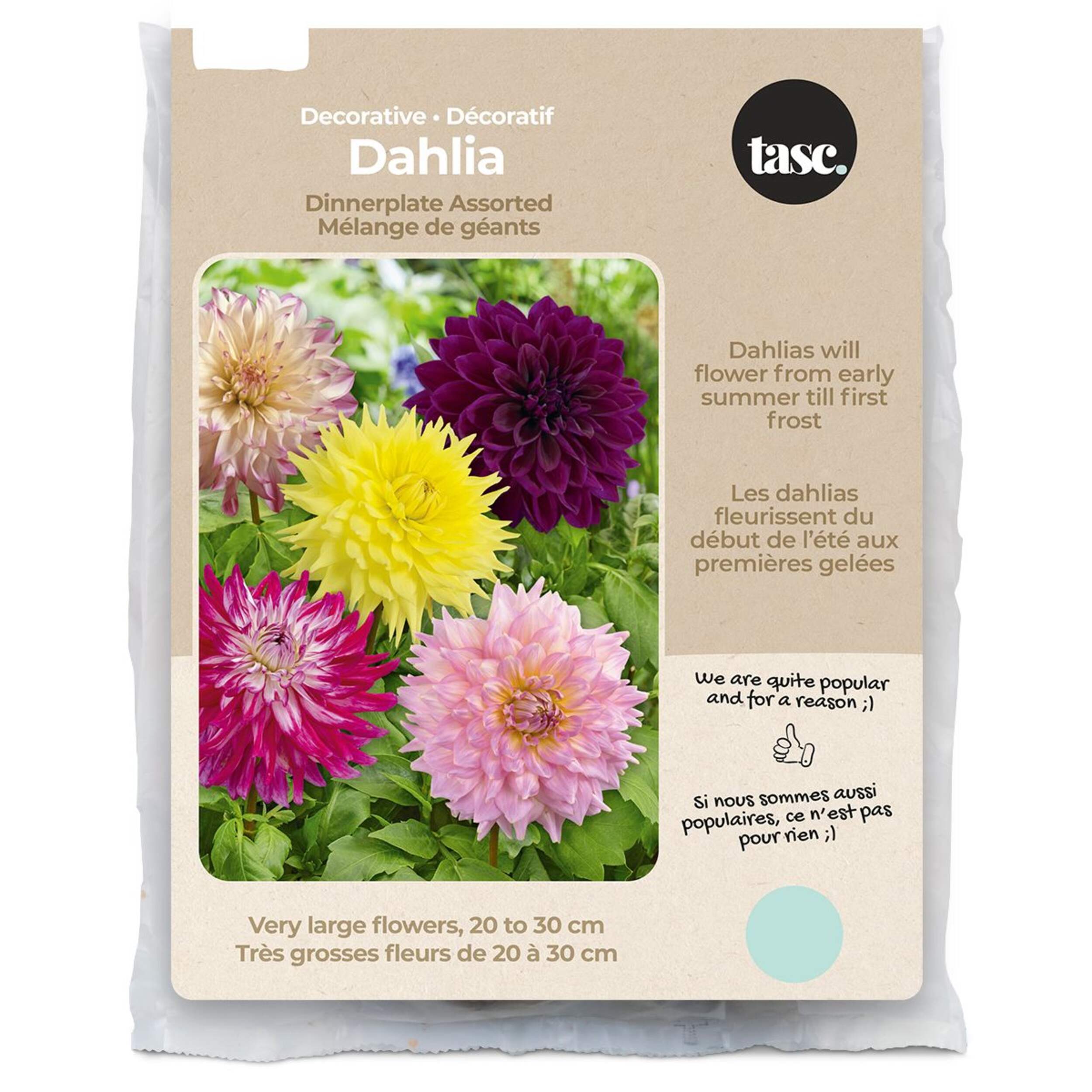 Bulbs Are Easy Dahlia Dinnerplate Bulbs, Assorted Varieties Front_Flat