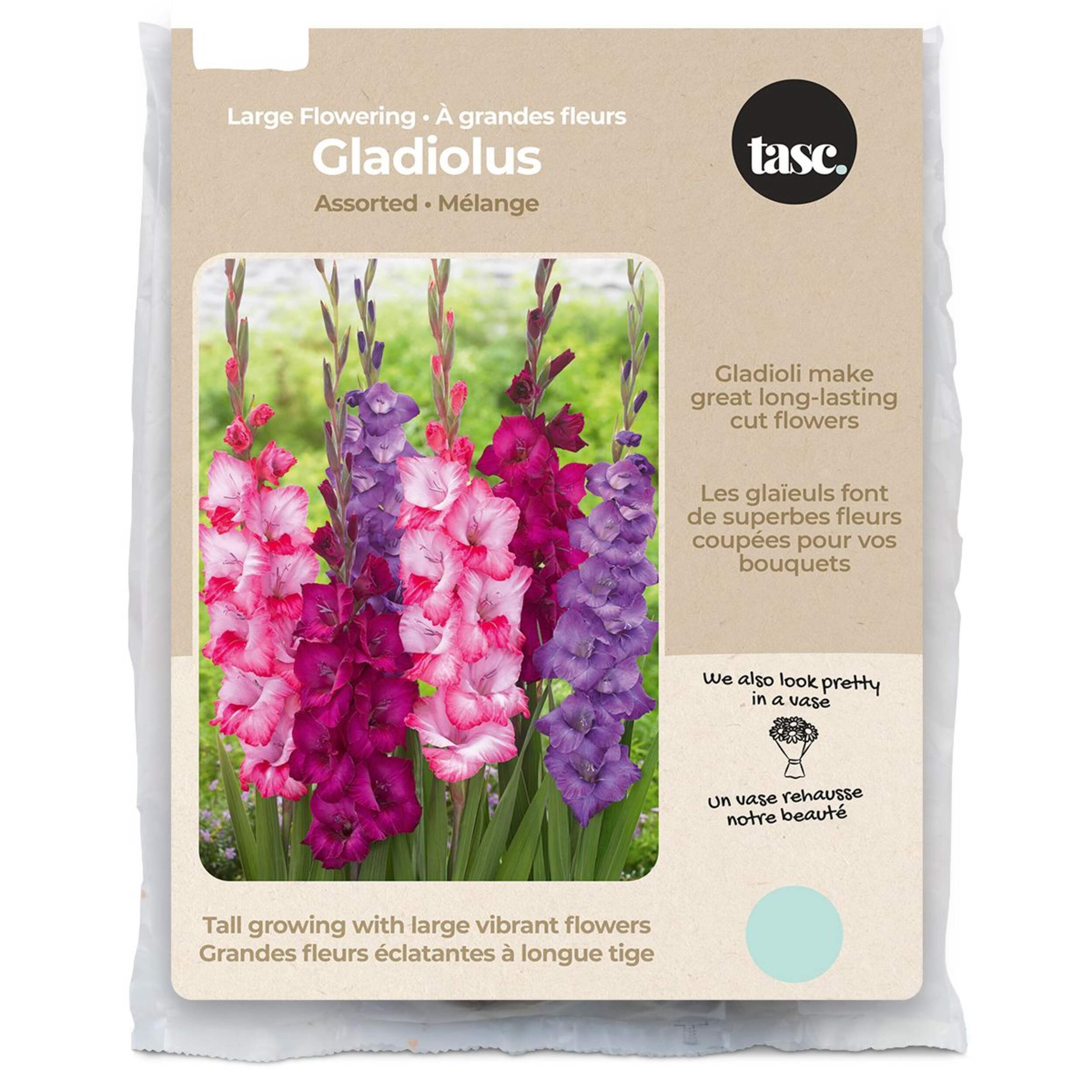 Bulbes de glaïeuls pour jardin à la maison Bulbs Are Easy, variétés assorties Front_Flat