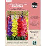 Bulbes de glaïeuls pour jardin à la maison Bulbs Are Easy, variétés assorties Front_Flat