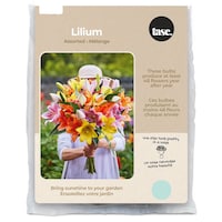Bulbes de lys pour jardin à la maison Bulbs Are Easy, variétés assorties Front_Flat