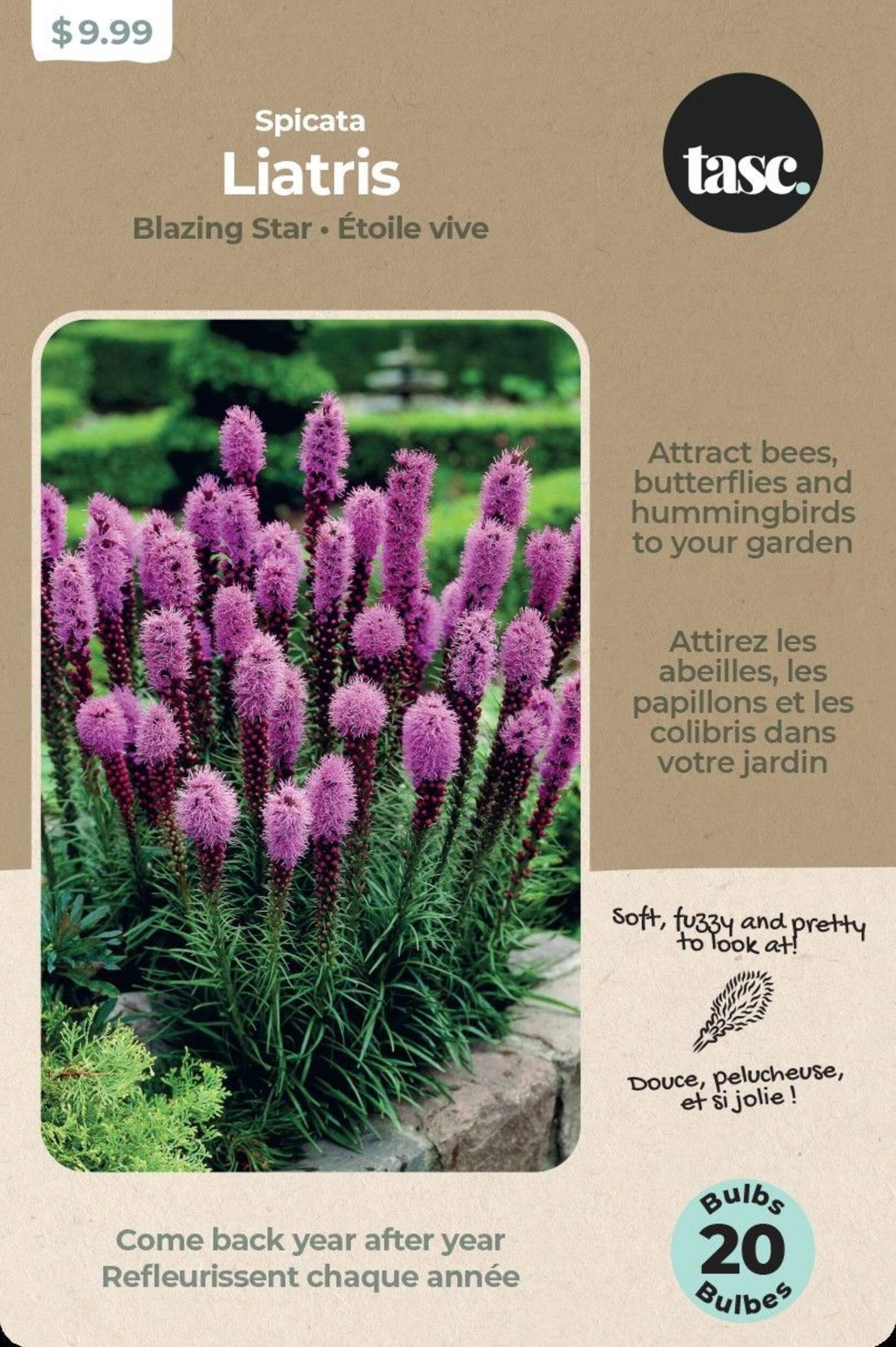 Bulbs Are Easy Liatris Spicata Bulbs, Assorted Varieties Front_Flat