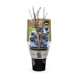 Bulbs Are Easy Blue Gold Blueberry Ready-to-Plant Summer Flowering Bulbs Front_Elevated