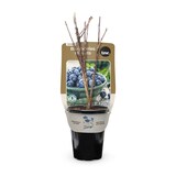Bulbs Are Easy Legacy Blueberry Summer Flower Buds Front_Elevated