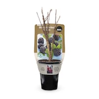 Bulbs Are Easy Loch Ness Blackberry Home Garden Ready-to-Plant Flowering Bulbs Front_Elevated