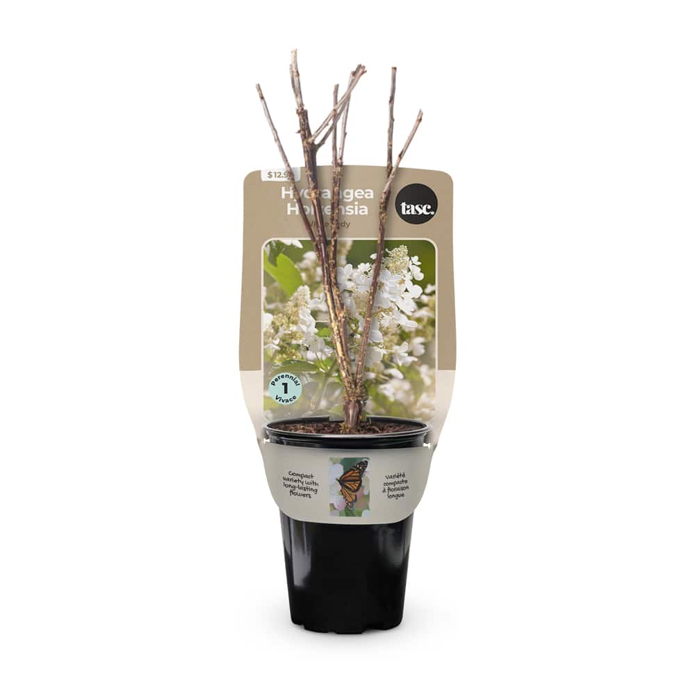 Bulbs are Easy Hydrangea White Lady Shrub, Perennial Plant, 2.3-in Pot