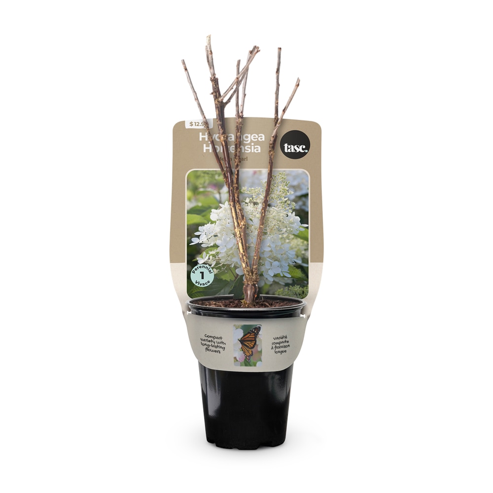 Bulbs are Easy Hydrangea Mega Pearl Shrub, Perennial Plant, 2.3in Pot