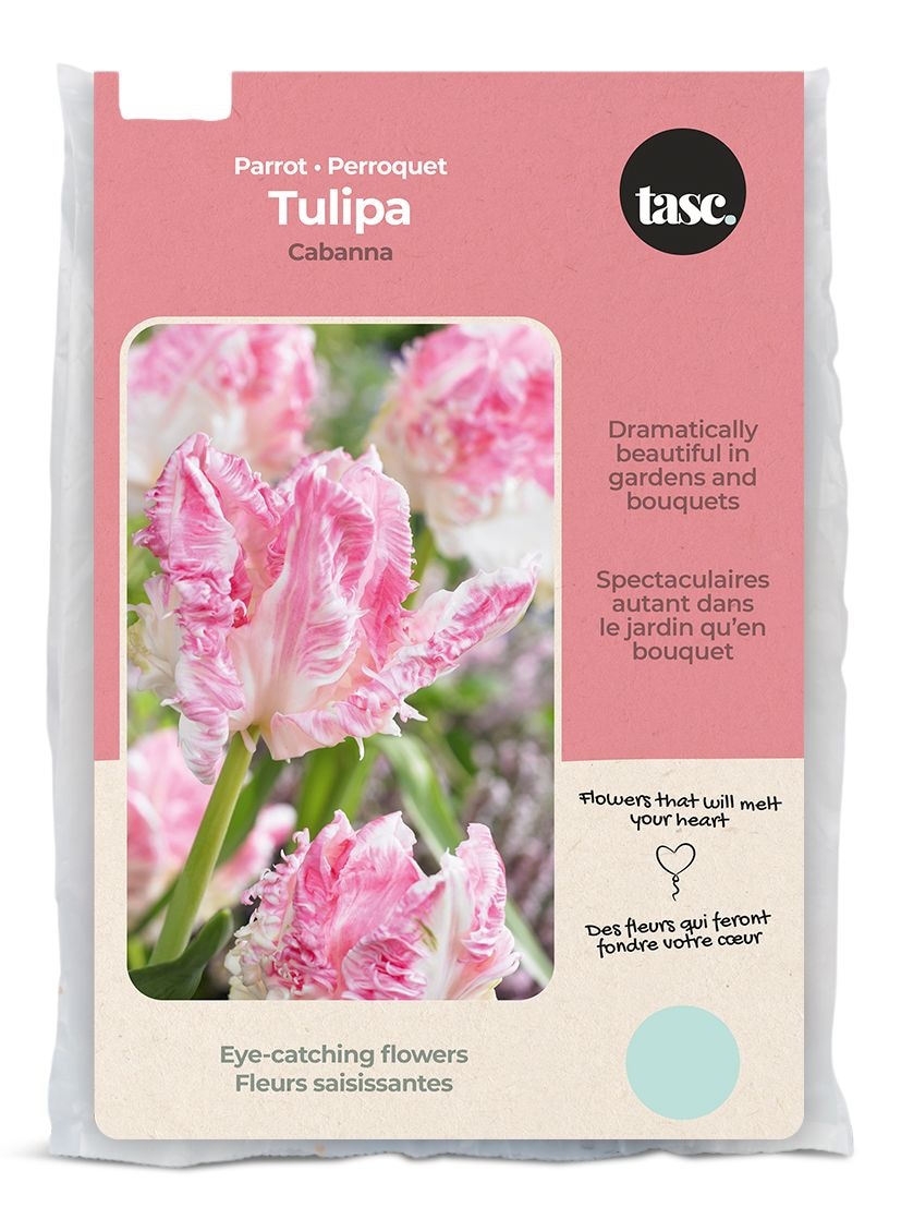 Bulbs Are Easy, Tulip Silver Parrot, Cabanna Flower Bulbs Canadian Tire