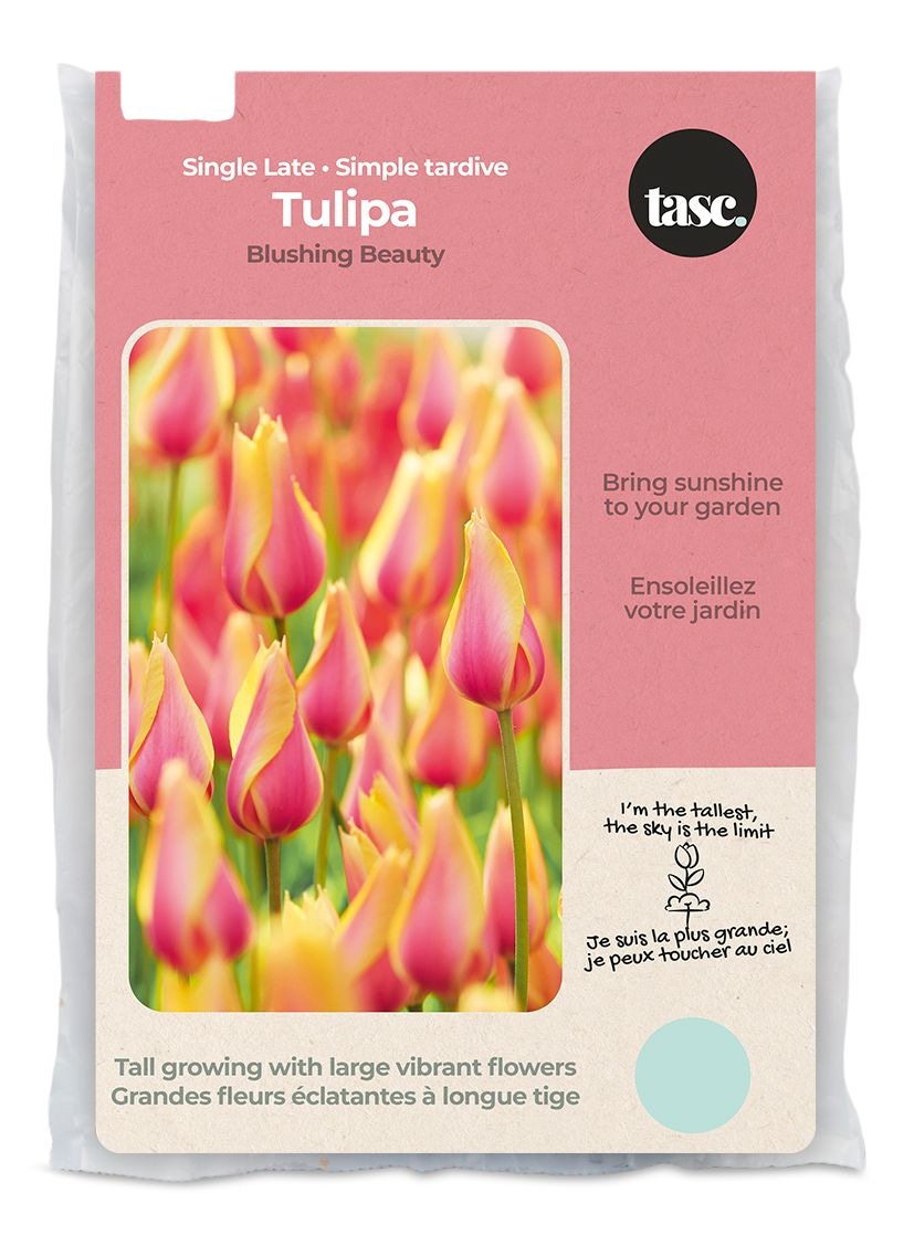 Bulbs Are Easy, Single Late Tulip Darwin, Blushing Beauty Flower Bulbs