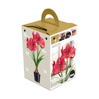 Ampoules Amaryllis Hippeastrum Hercules de qualité supérieure Bulbs Are Easy Front_Three_Fourths_Angled_Left
