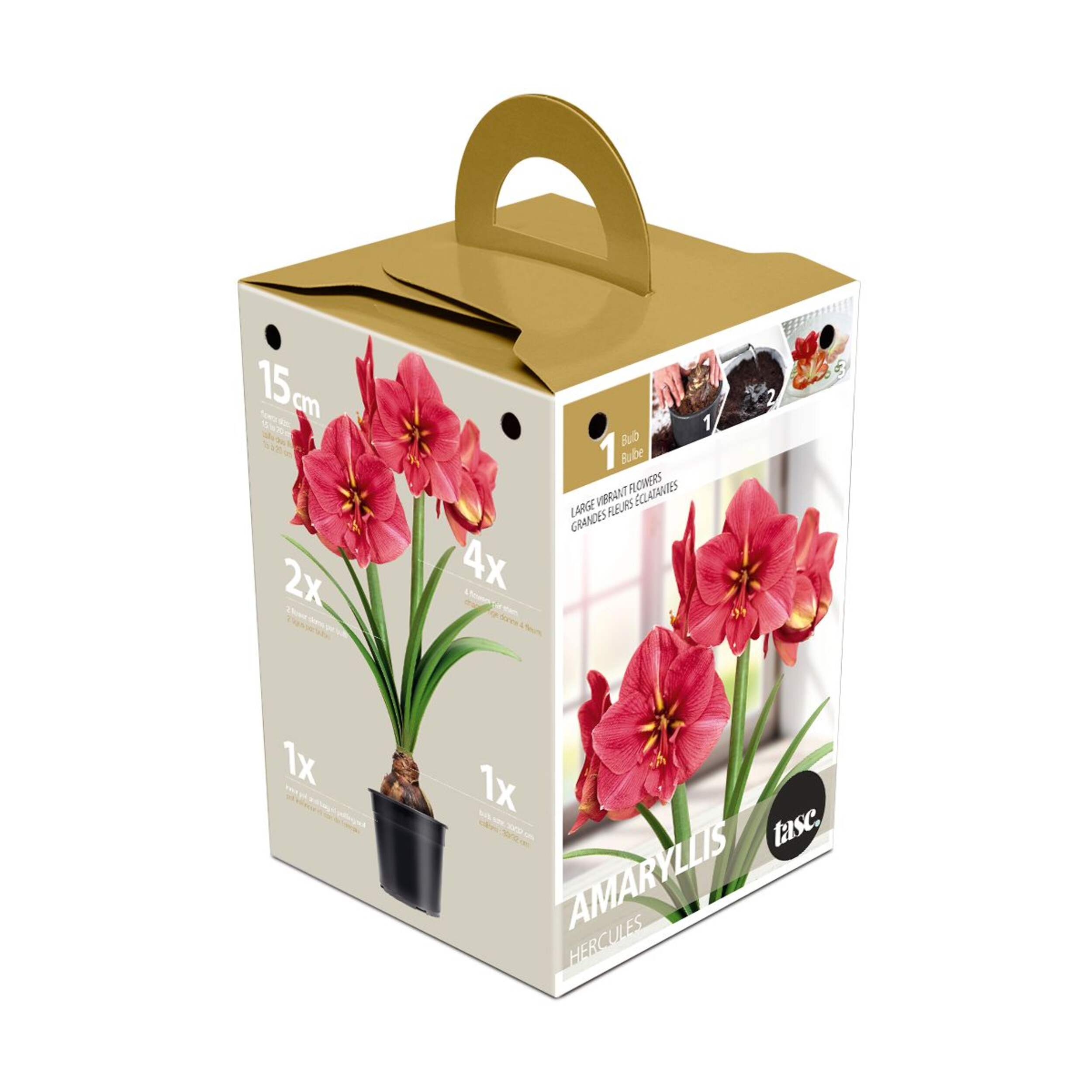 Bulbs Are Easy Premium Hippeastrum Hercules Amaryllis Bulbs Front_Three_Fourths_Angled_Left