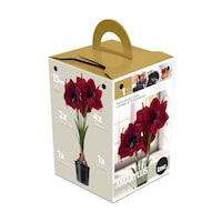Bulbs Are Easy Premium Hippeastrum Grand Diva Amaryllis Bulbs Front_Three_Fourths_Angled_Left