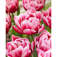 Bulbs Are Easy, Columbus Tulip Bulbs, For Your Home Garden Front_Elevated