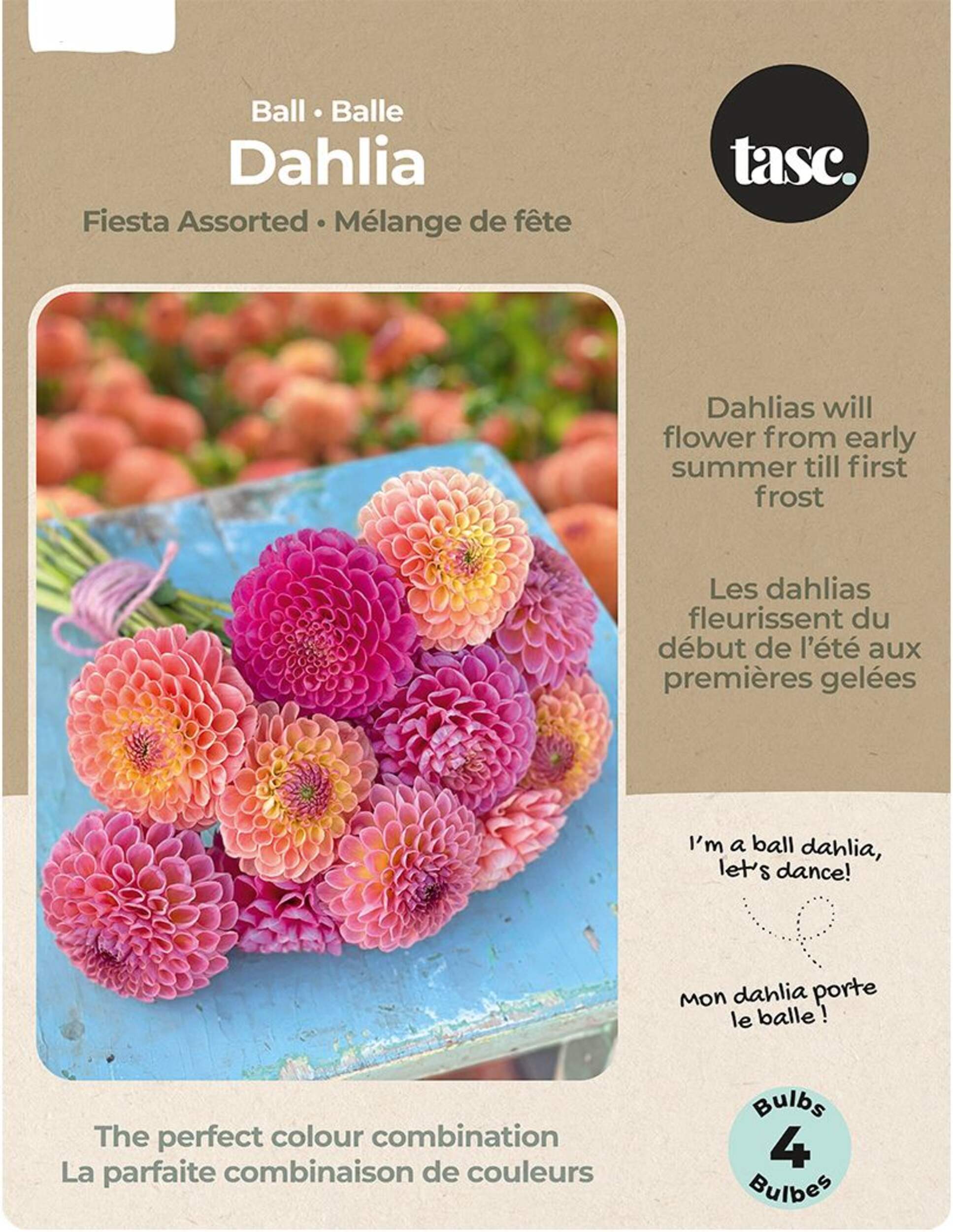 Bulbs Are Easy, Dahlia Ball Bulbs, Assorted Varieties Front_Flat