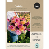 Bulbs Are Easy, Dahlia Bulbs, Assorted Varieties, Home Garden Front_Flat