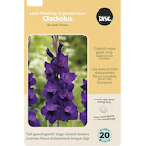 Bulbs Are Easy Gladiolus Elvive Bulb Flowers, Low-maintenance Front_Flat