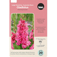 Bulbes de Glaïeul Titanic Bulbs Are Easy, floraison intérieure ou extérieure Front_Flat