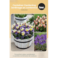 Bulbs are Easy Tulip Collection Miscellaneous Bulbs Front_Flat