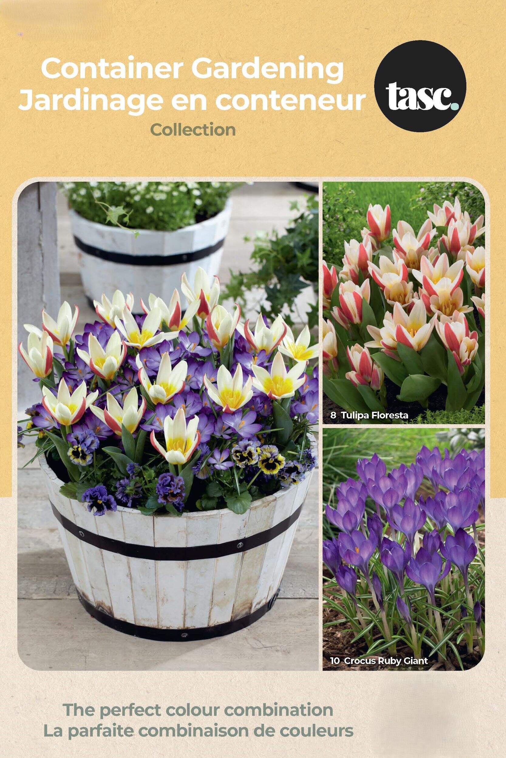 Bulbes de collection tulipe Bulbs Are Easy Front_Flat