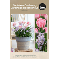 Bulbs are Easy Collection Tulipa and Chionodoxa Bulb Front_Flat