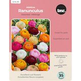 Bulbes variés de Renoncule asiatique Bulbs Are Easy, plantes printanières et estivales Front_Flat