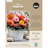 Bulbes de bégonia Picotee variés Bulbs Are Easy Front_Flat