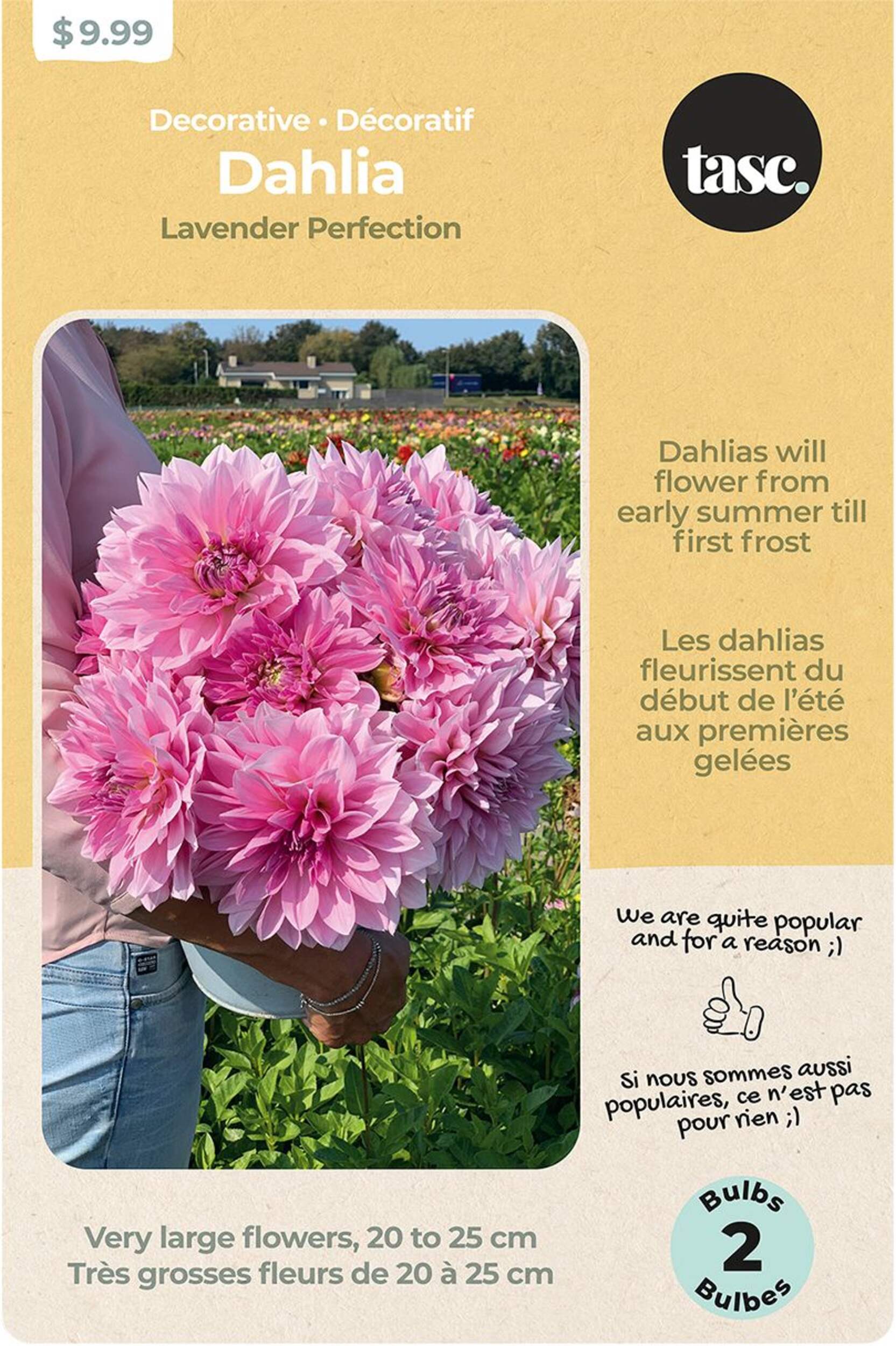 Bulbs Are Easy Dahlia, Decorative Lavender Perfection Bulbs Front_Flat