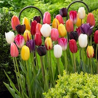 Bulbs are Easy Tulip Single Late Assorted Bulb Front_Flat