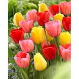 Bulbs are Easy Tulip Darwin Bulb CloseUp