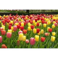 Bulbs are Easy Tulip Darwin Bulbs, Assorted Front_Flat