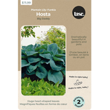 Bulbes de Hosta sieboldiana Big Daddy Bulbs Are Easy Front_Flat