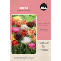 Bulbs are Easy Tulip Double Early Bulb Front_Flat