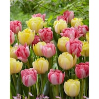 Bulbs are Easy Tulip Double Early Foxy Foxtrot Bulb Front_Flat